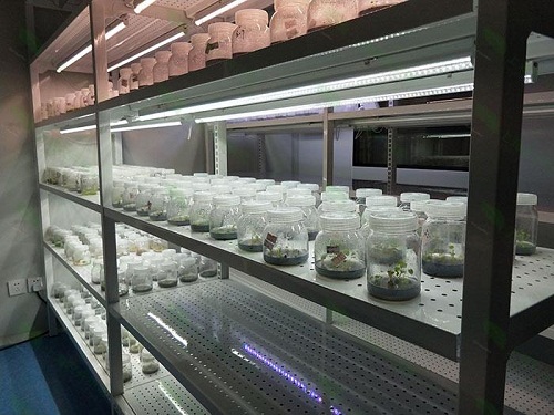 安庆植物组织培养实验室设计建设方案